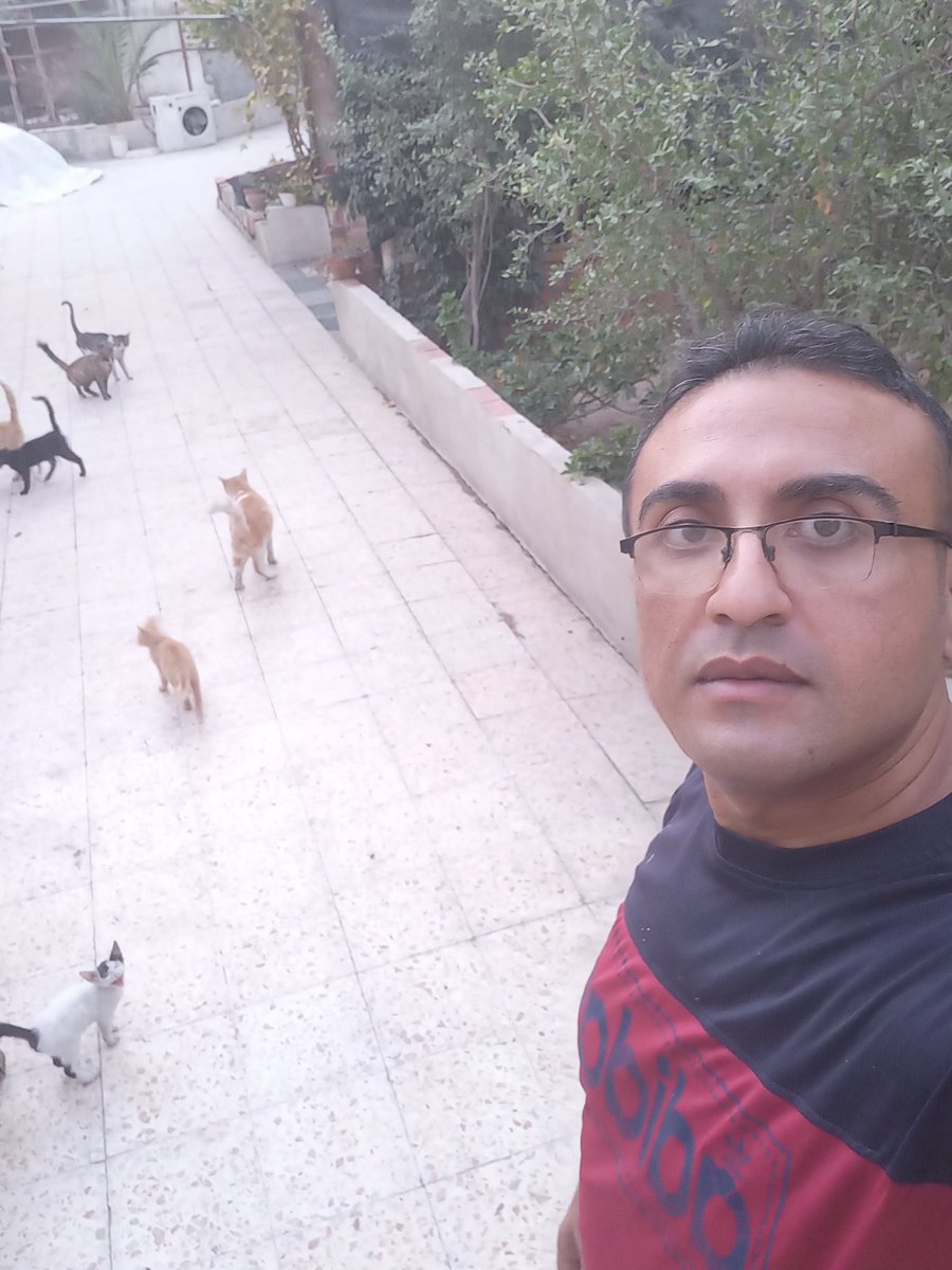 help cats tweet media