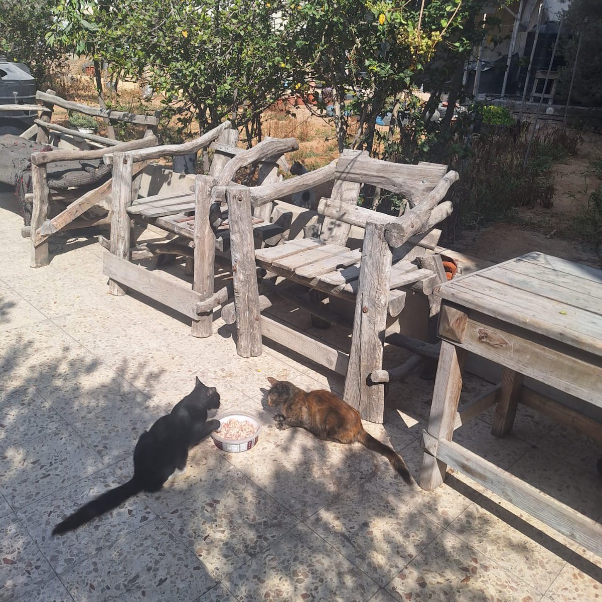 help cats tweet media