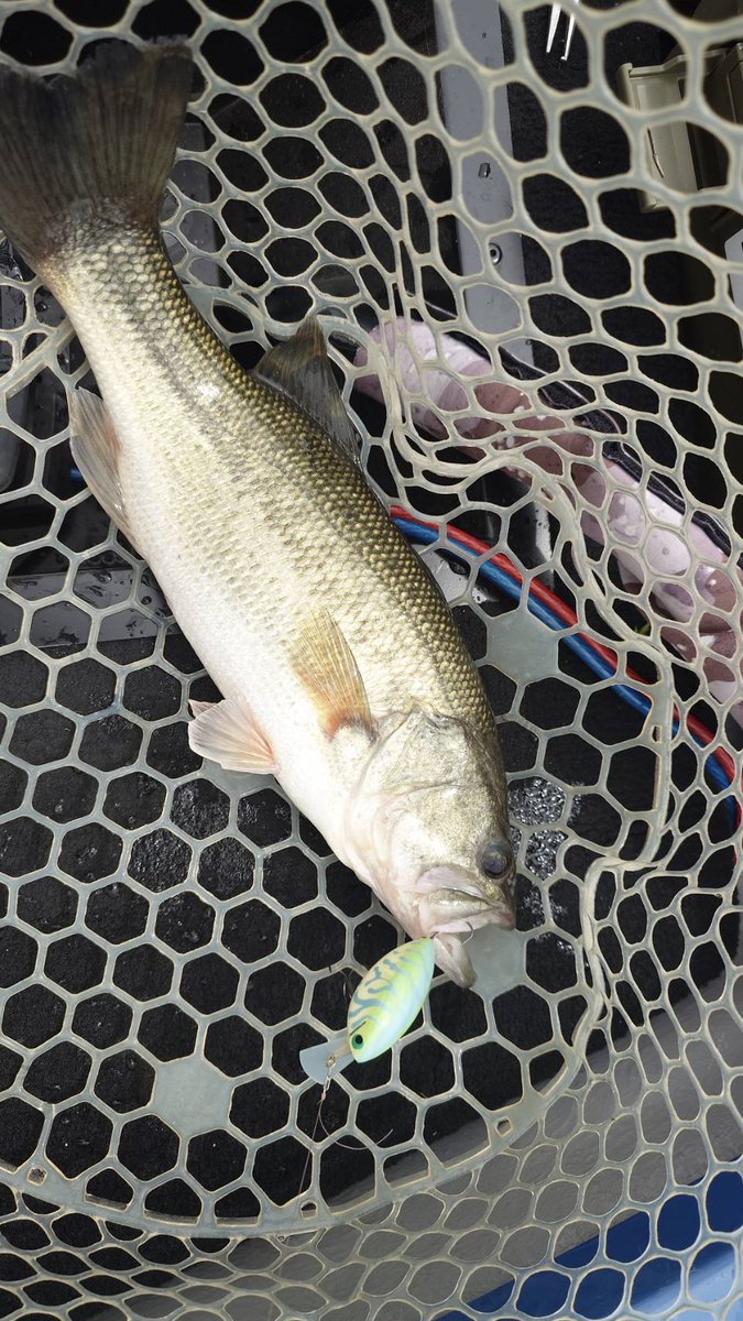 stumpmaster6001h tweet media