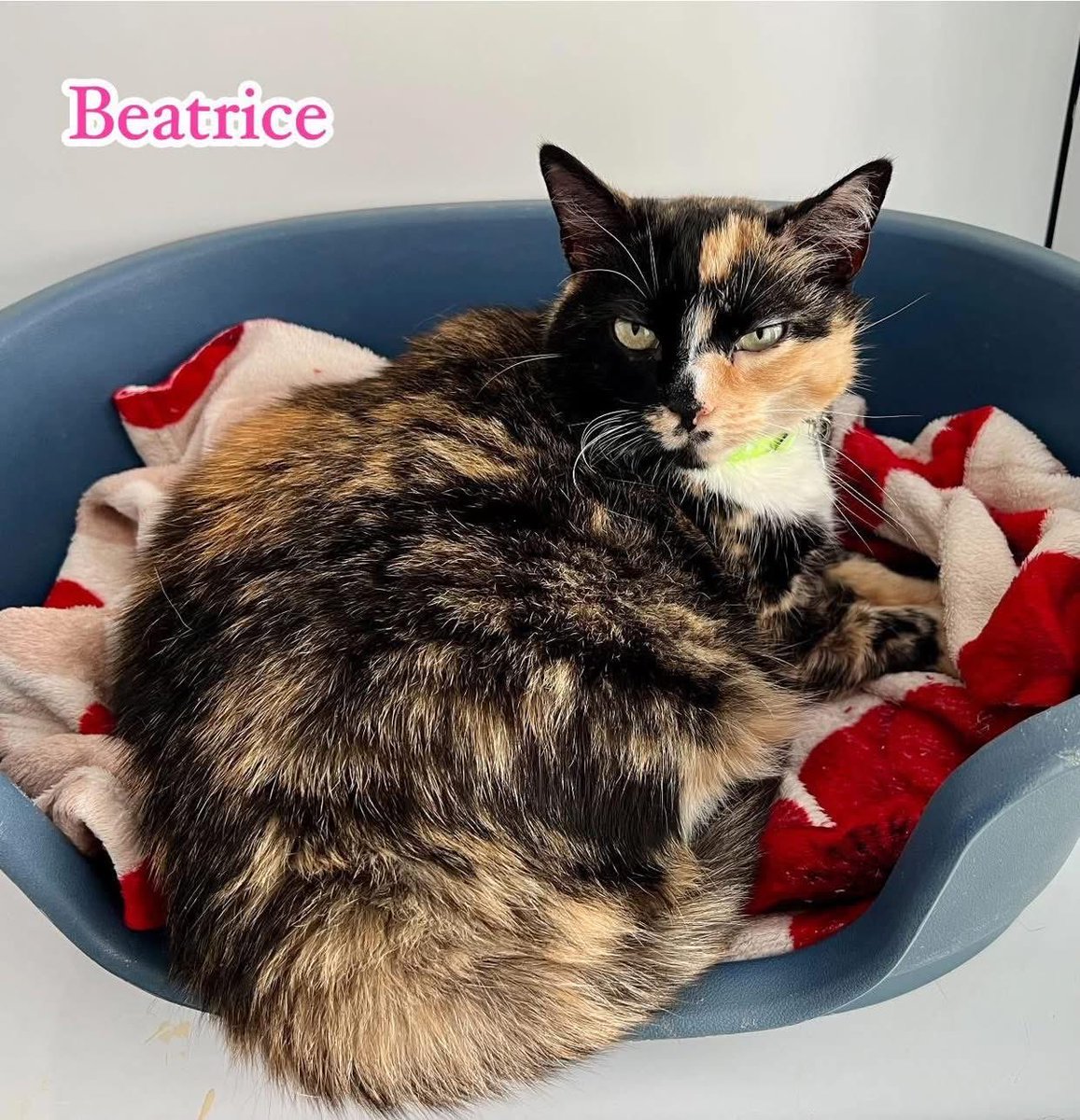 New Start Cat Rescue🐾💜🐾 tweet media