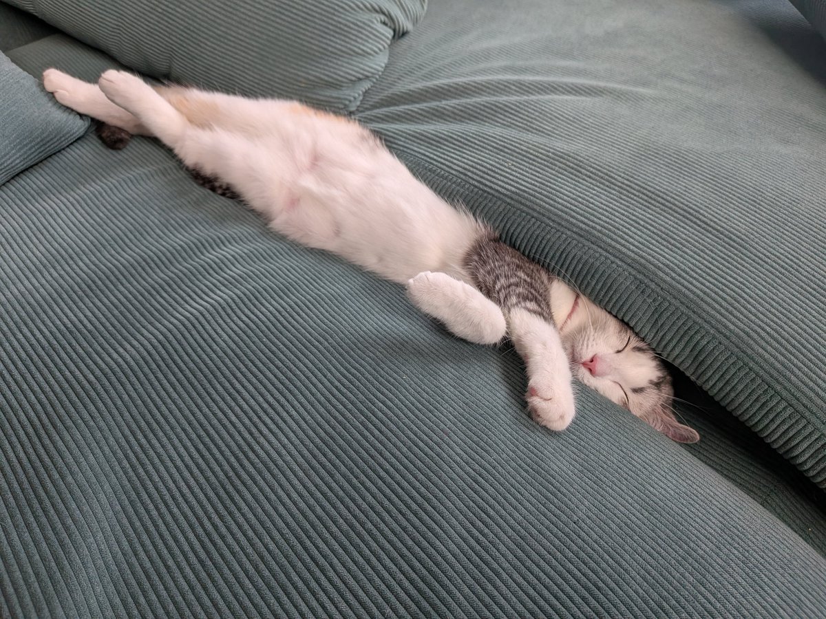 竜さんファミキャン tweet media