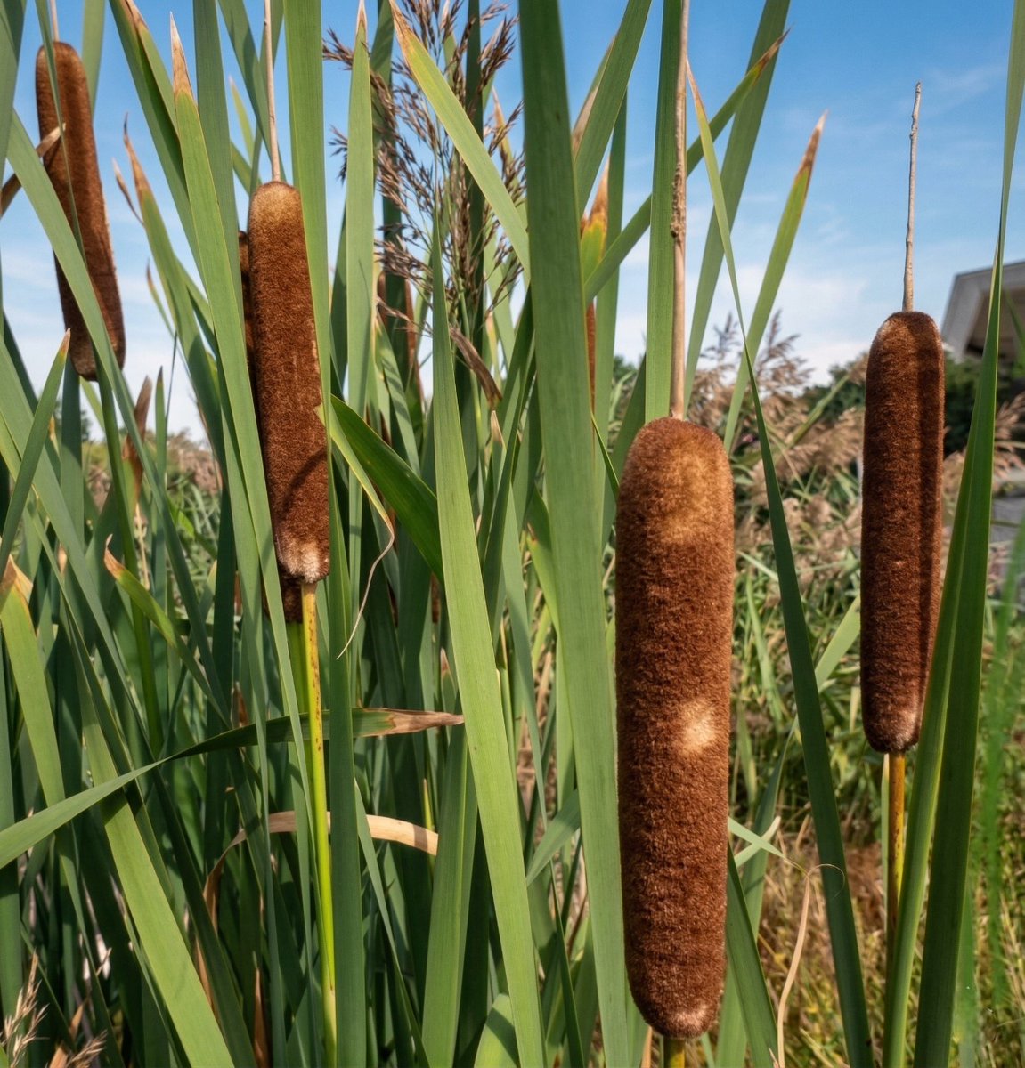 𝐌𝐚𝐭𝐭 𝐏𝐢𝐧𝐧𝐞𝐫 tweet media