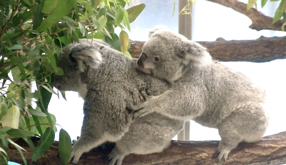 ❁さと❁けいやくしゃ🚪👿 tweet media