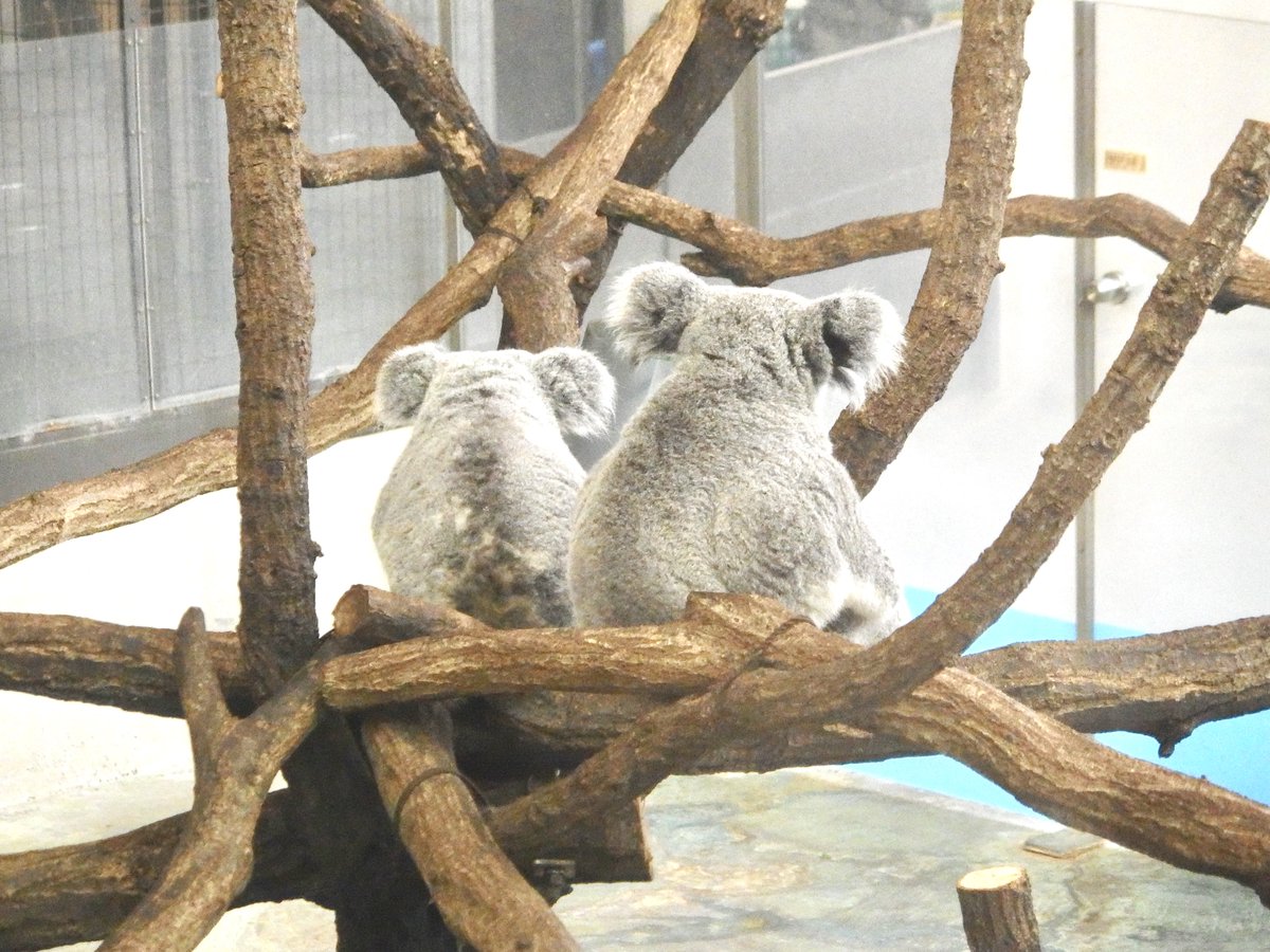 ❁さと❁けいやくしゃ🚪👿 tweet media