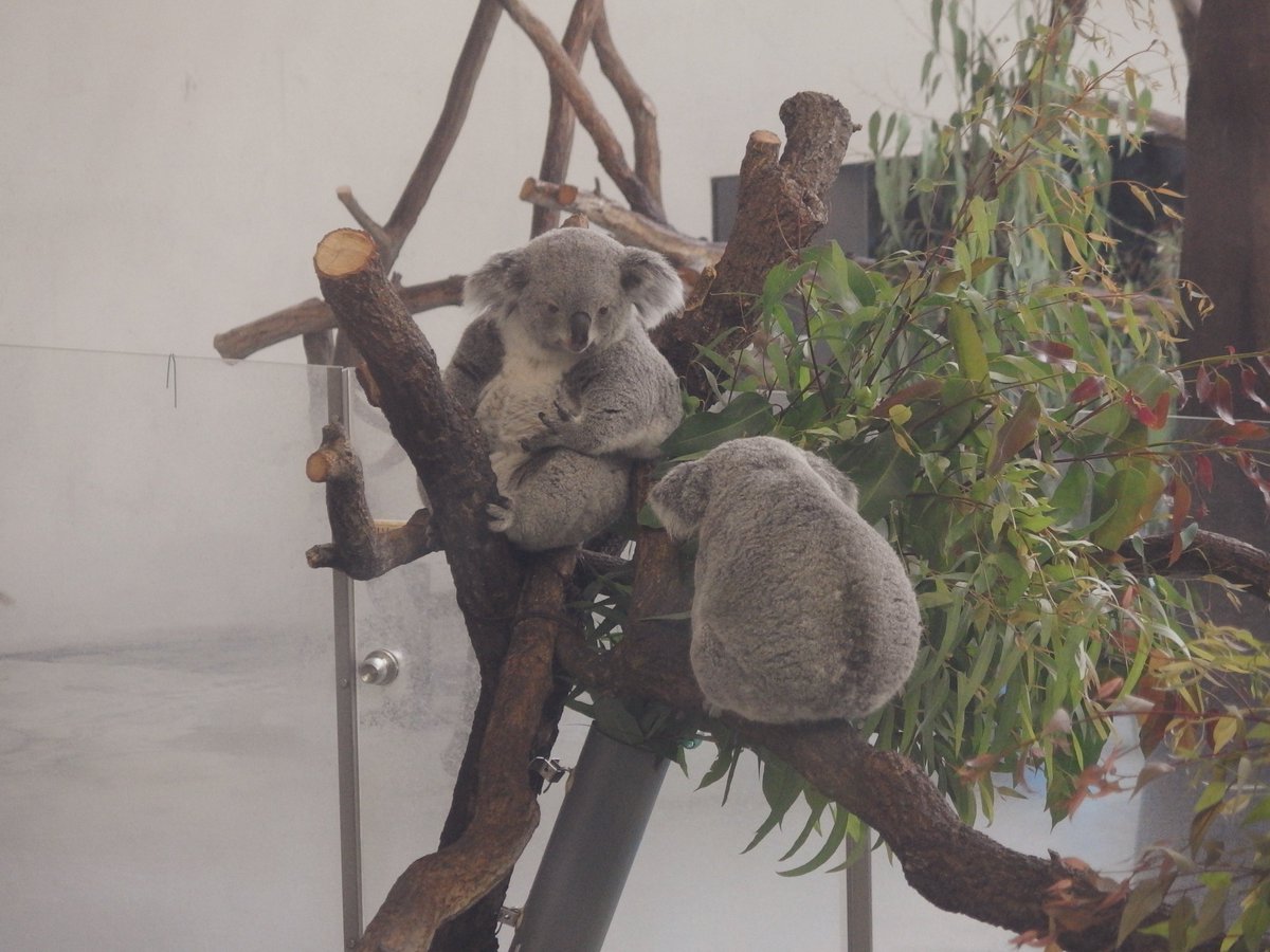 ❁さと❁けいやくしゃ🚪👿 tweet media