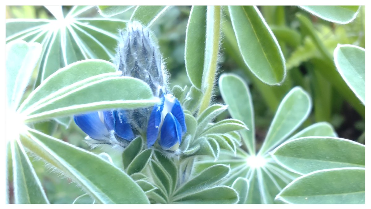 リューカ tweet media