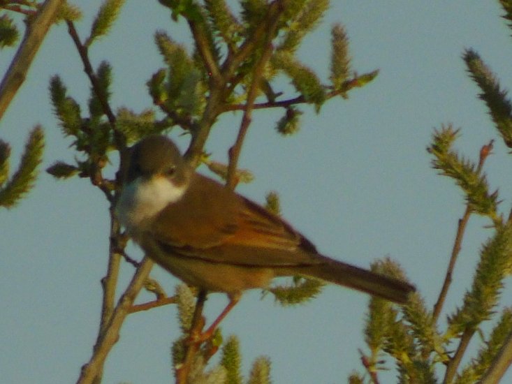 OareMarshes's tweet image. An early morning visit to the #MyPatch produced my first #Whitethroat  of the year followed on by #SedgeWarbler, booming #Bittern the Dawn chorus was fantastic.