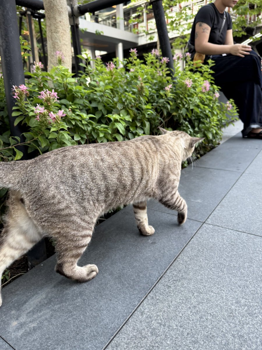 แป๋มหาบ้านให้แมว 🐈 tweet media