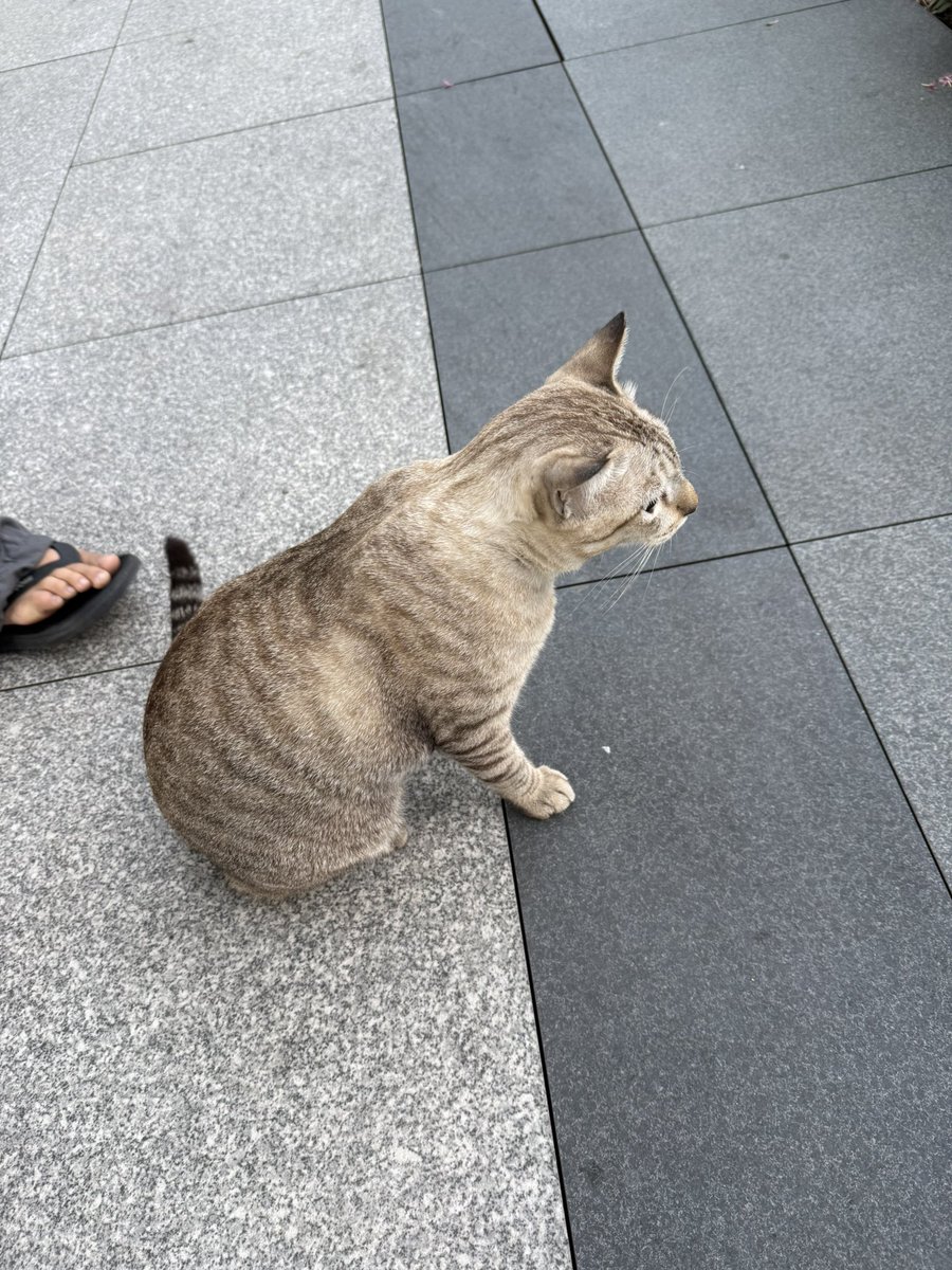 แป๋มหาบ้านให้แมว 🐈 tweet media