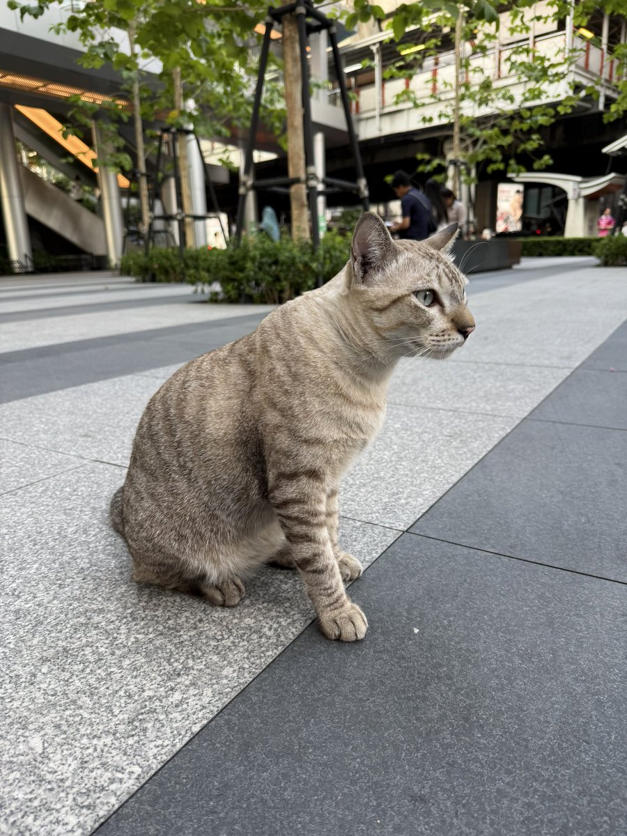 แป๋มหาบ้านให้แมว 🐈 tweet media