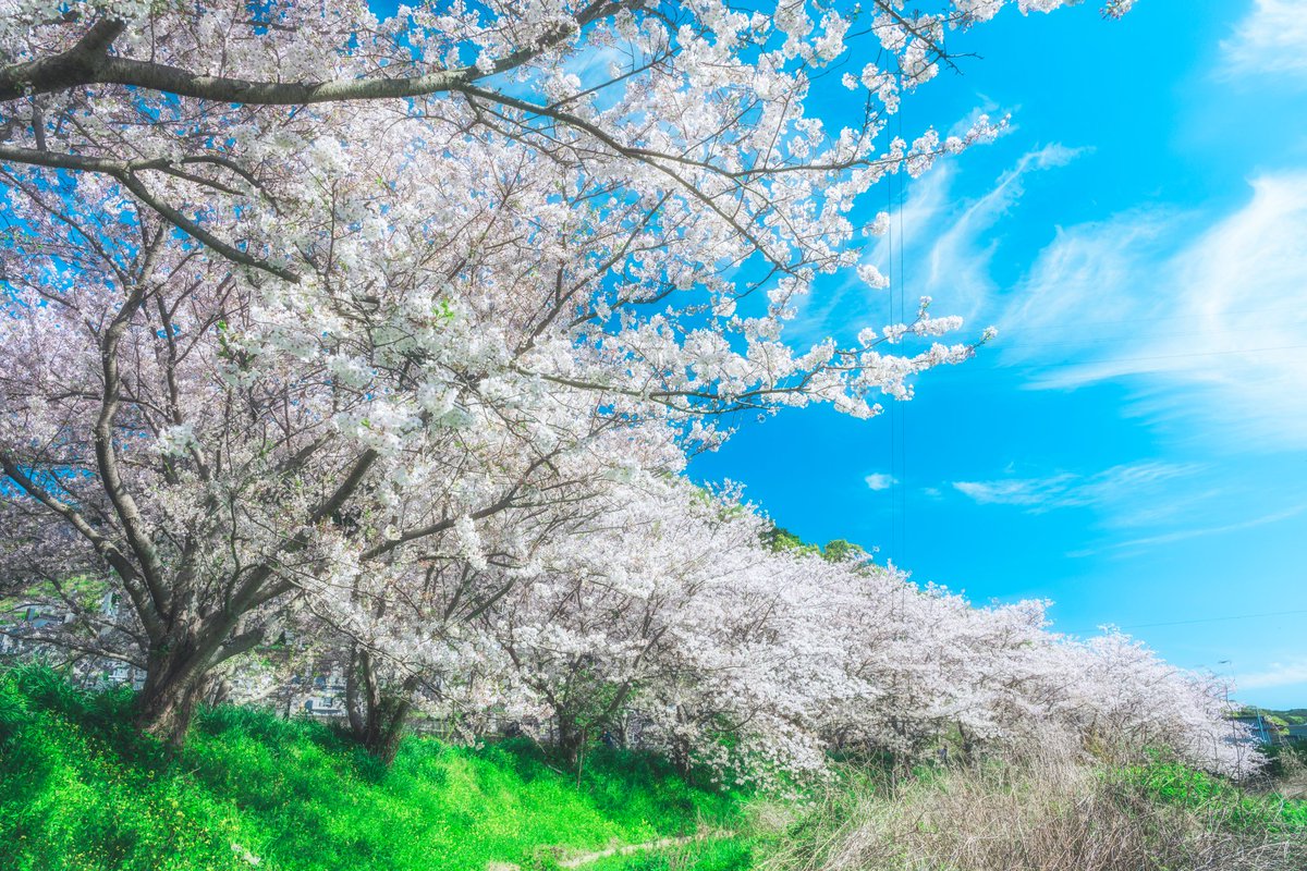 takekichi0102's tweet photo. かけこみセーフの桜
#対馬 https://t.co/HmPWuMarIJ