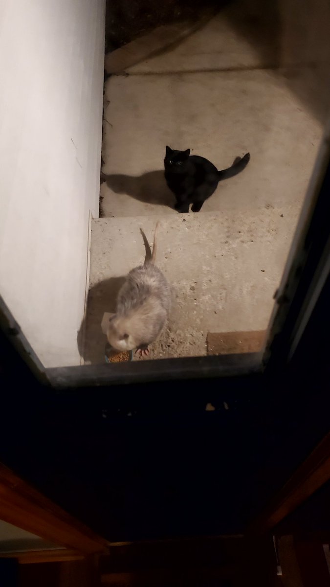 LucyntheBoys's tweet image. We have a cat that visits us and he or she got some nice breakfast this morning. 🐈‍⬛ an opossum got some food too! #KindnessForFlower #FlowerDay