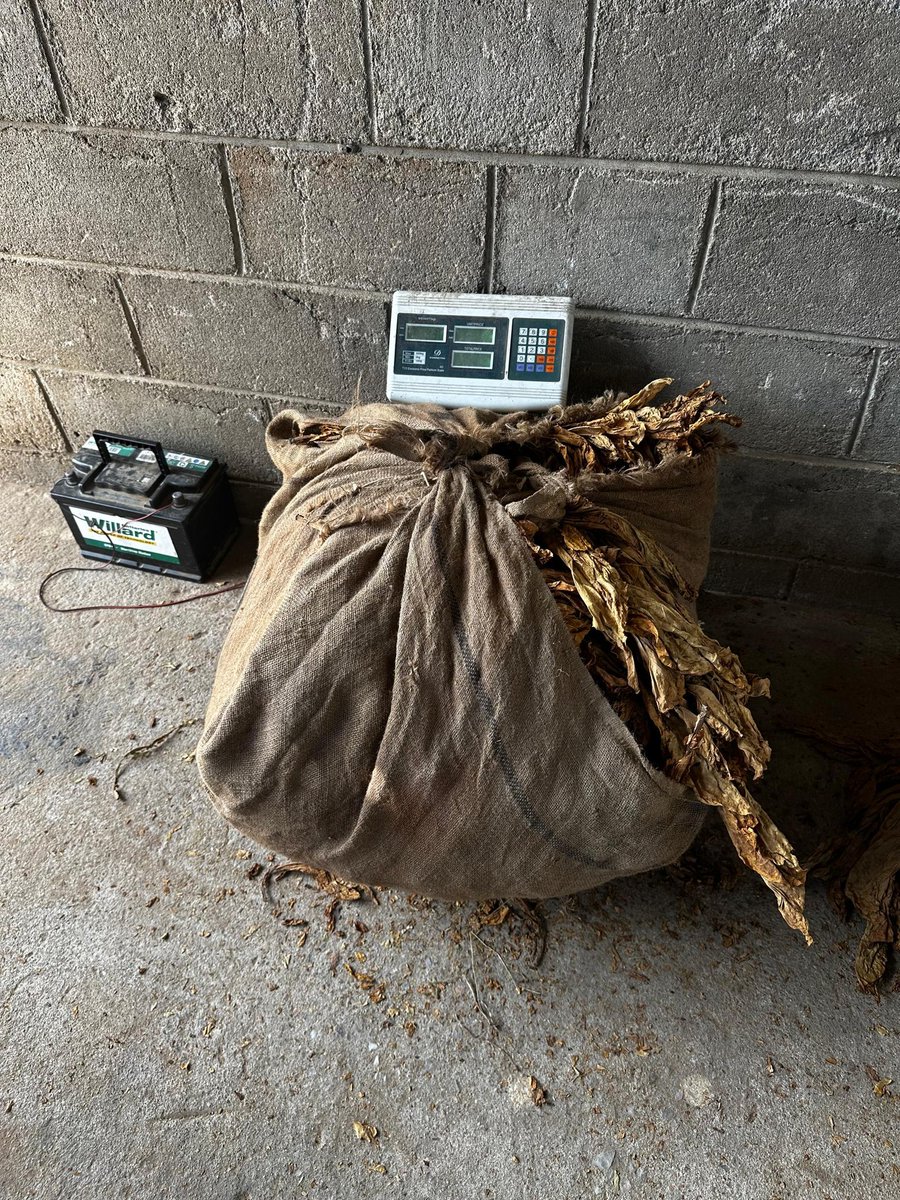 timb_zw's tweet image. *#DidYouKnow ?* The *minimum weight for a tobacco bale is 20kg, and the maximum is 120kg.*  Bales that are underweight or overweight will be rejected, leading to extra costs for growers.
💡 Avoid losses, prevent bale rejections, and maximize earnings through proper presentation.