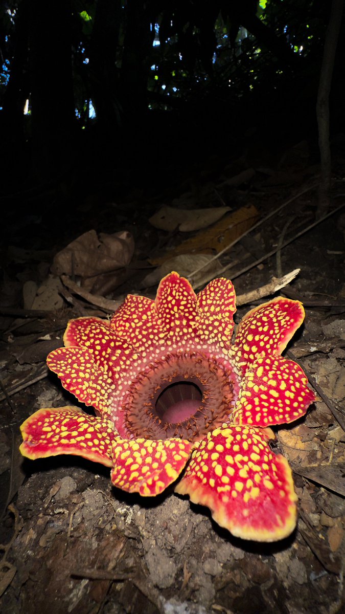 Adriane Tobias (@adrianetobias.bsky.social) tweet media