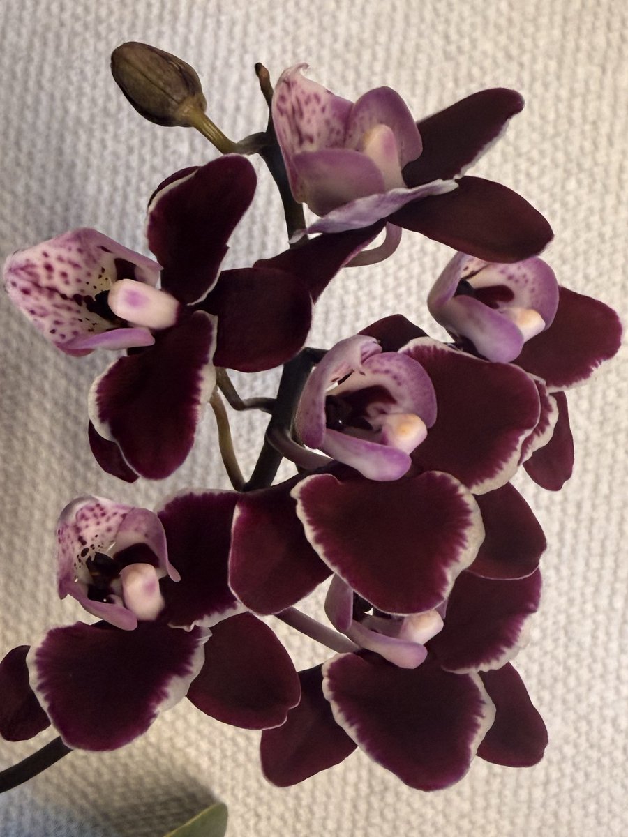 noah 43.3 kg 🍐 tweet media