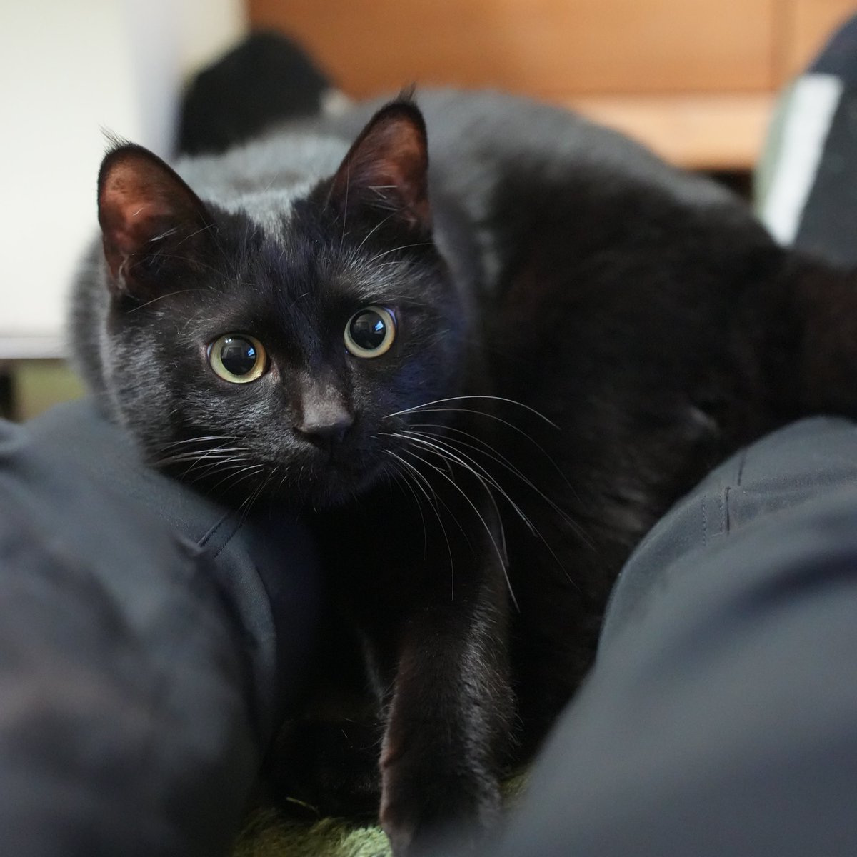 oreo_blackcat's tweet photo. ぬ？
#猫 #黒猫 #blackcat https://t.co/iMfj0eQAsK