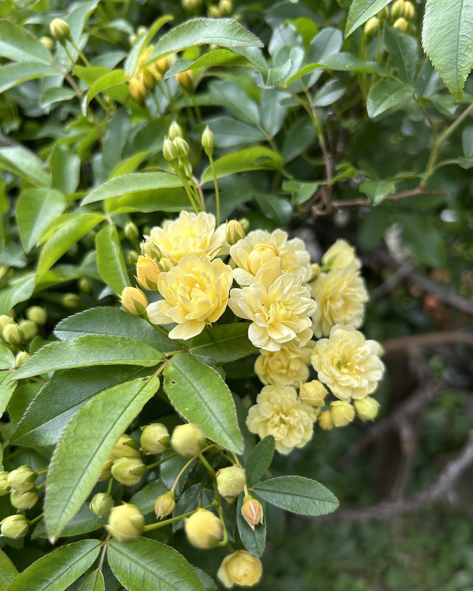 あにゅ tweet media