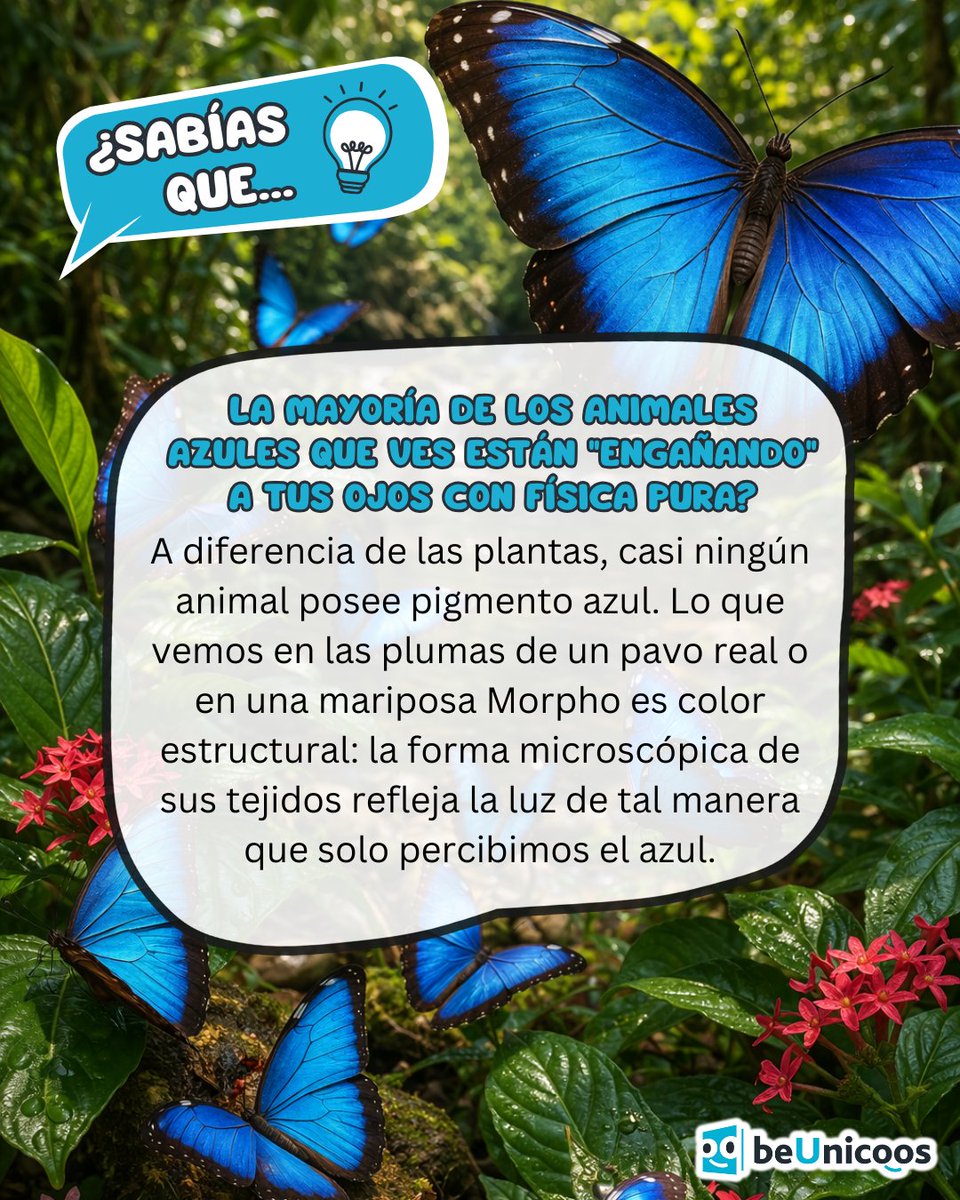 beUnicoos tweet media