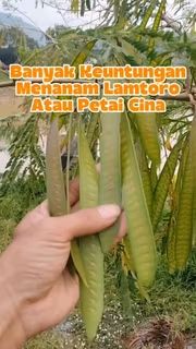 Bukit Farming tweet media