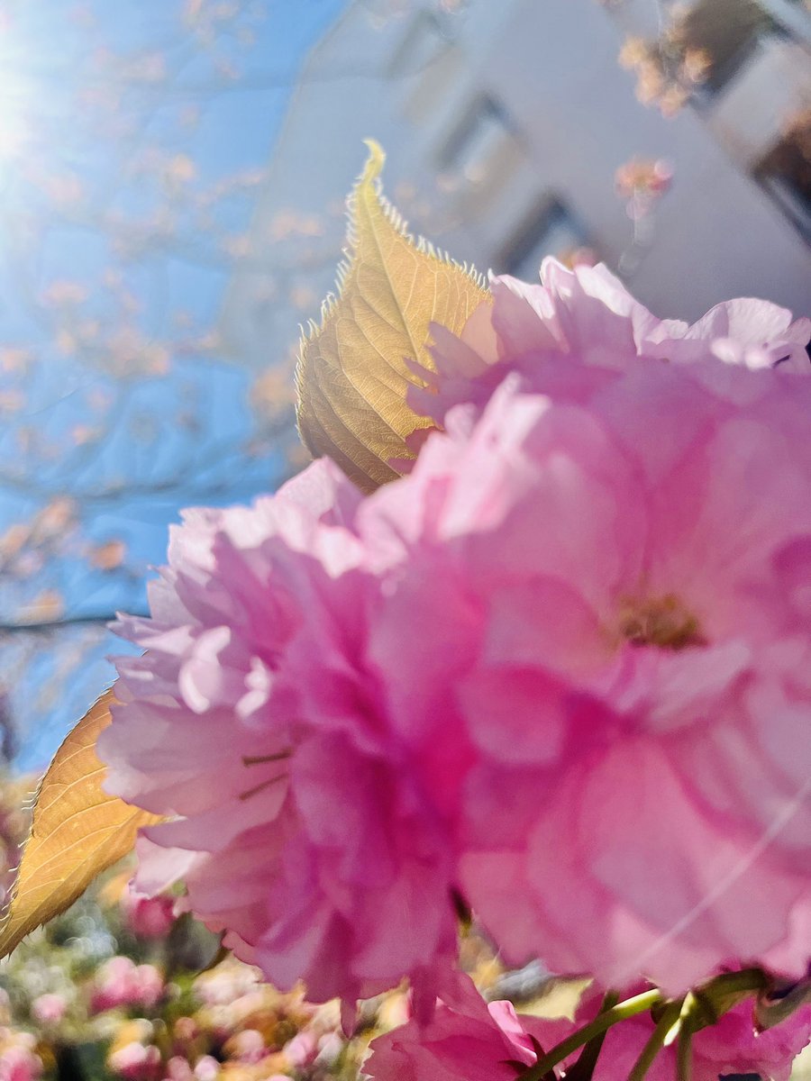 ide_shiho's tweet photo. 太陽のほおずり。
￣￣￣￣￣
もう、抱きしめてるよ。
（八重桜からのことづて）

#私がアーティスティックだと思うもの

📷 Apr.2026

#写真
#一行物語 
#アート百物語 https://t.co/WwYsHoeaoO