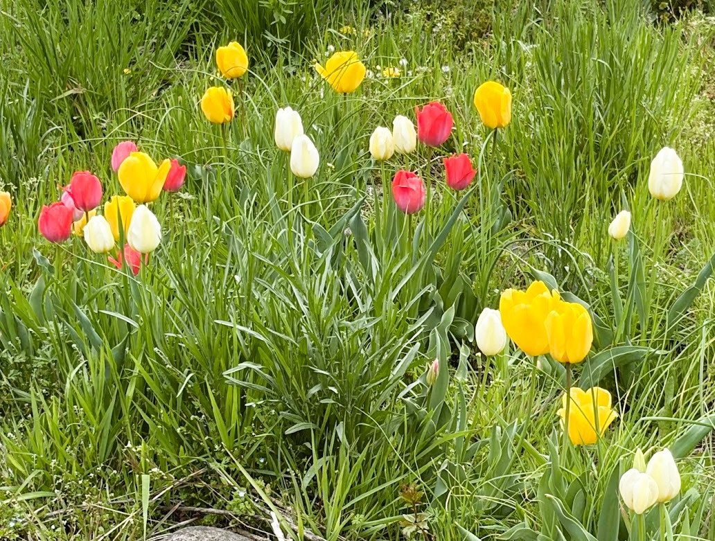 ちいさいころにおぼえた歌が
咲いていた