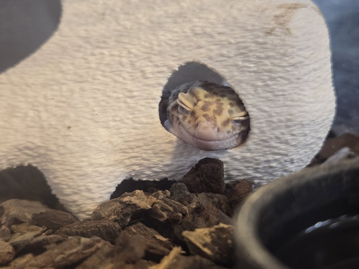 爬虫類専門店【𝙳𝙸𝚉𝚉𝚈 𝙿𝙾𝙸𝙽𝚃】東京第002225 tweet media