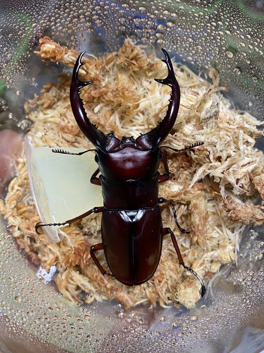 Crazy Scissors tweet media