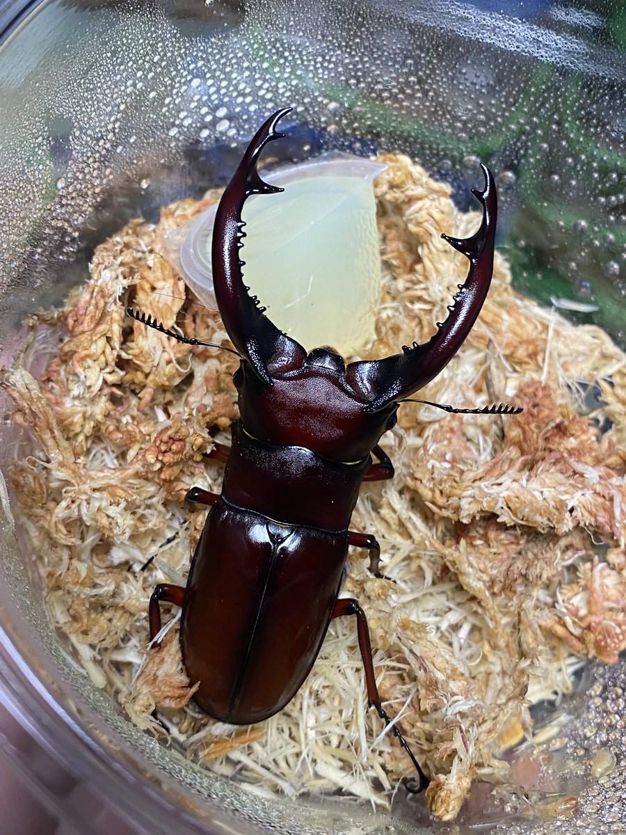 Crazy Scissors tweet media