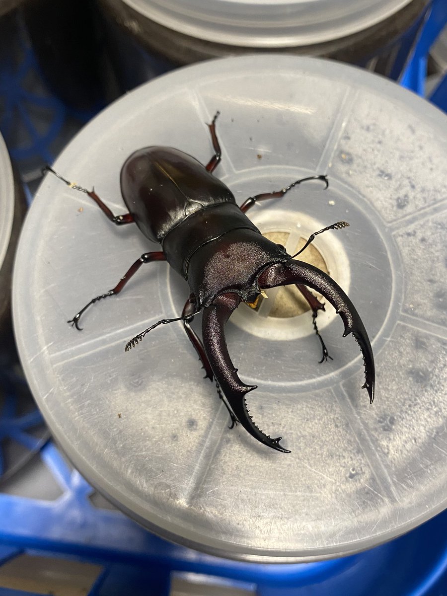 Crazy Scissors tweet media