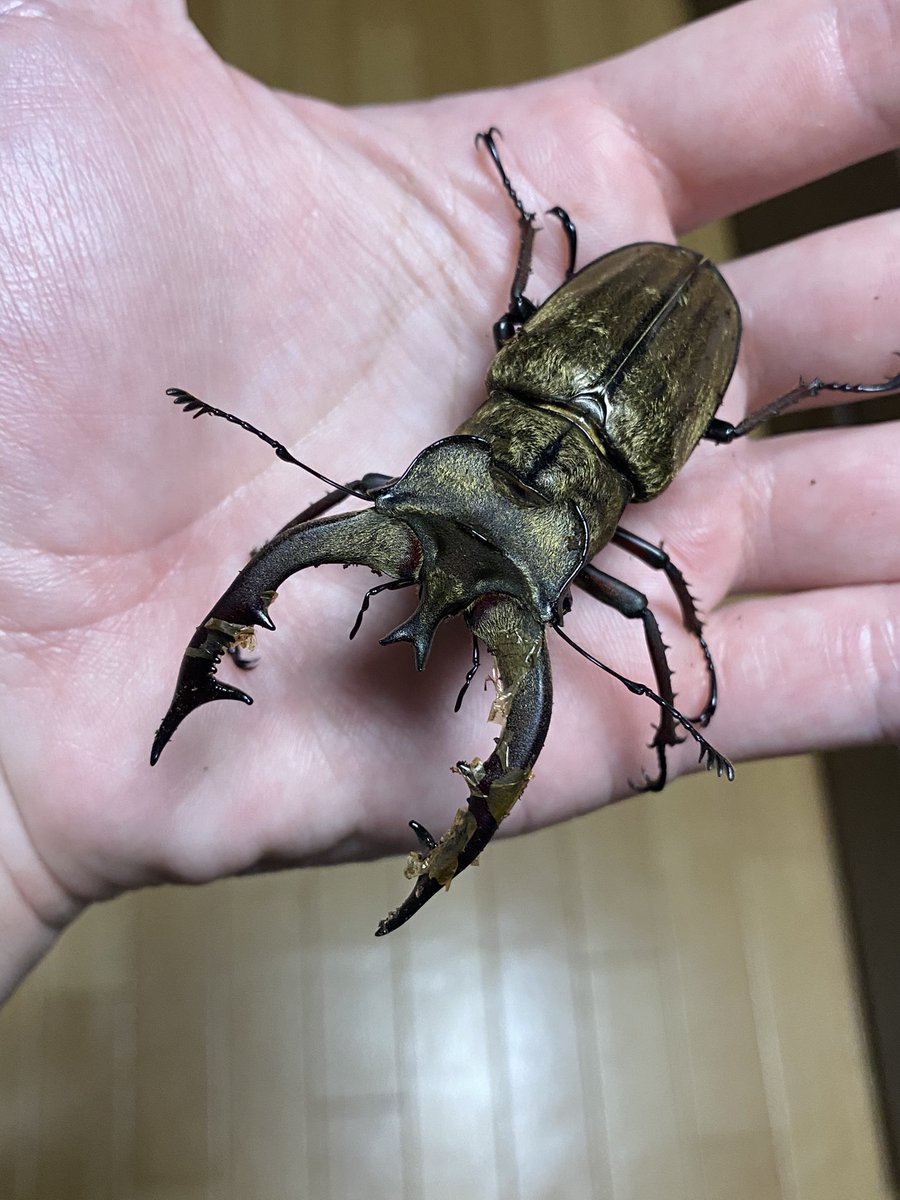 Crazy Scissors tweet media