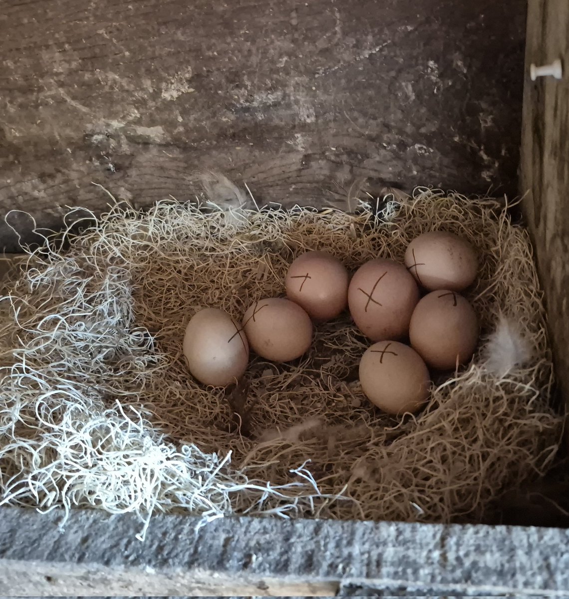 Bub the Clownfish 🫧 tweet media