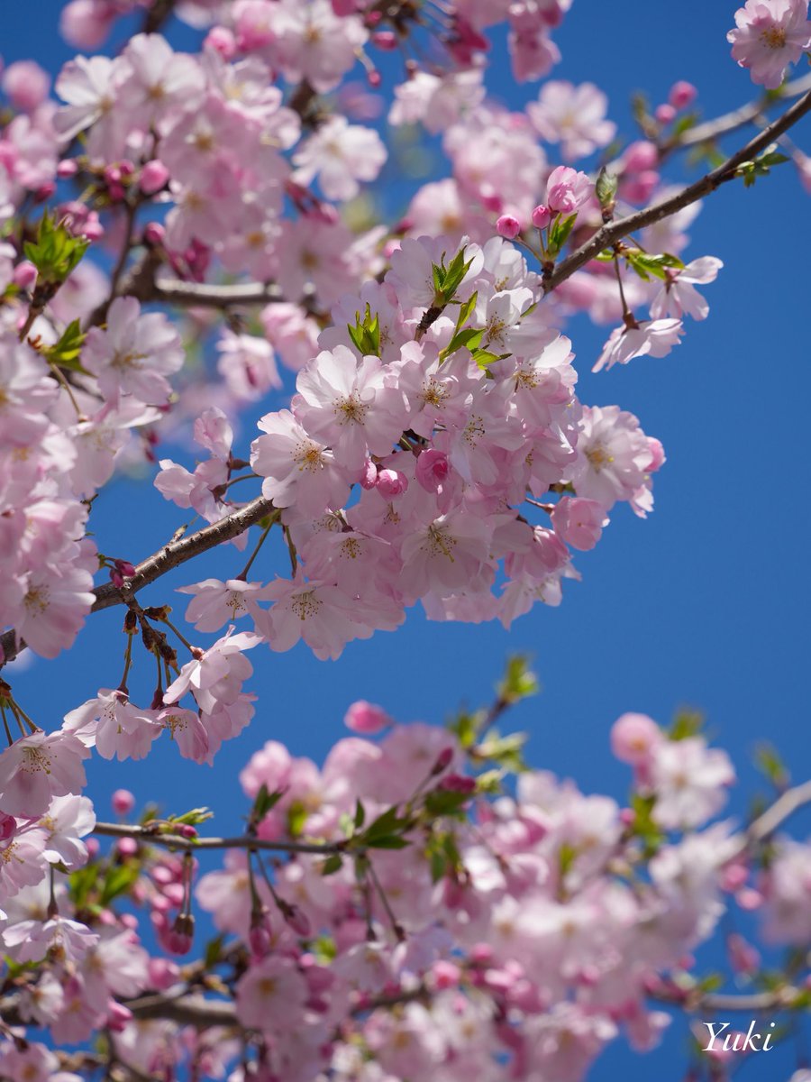 Yuki 🌷 tweet media