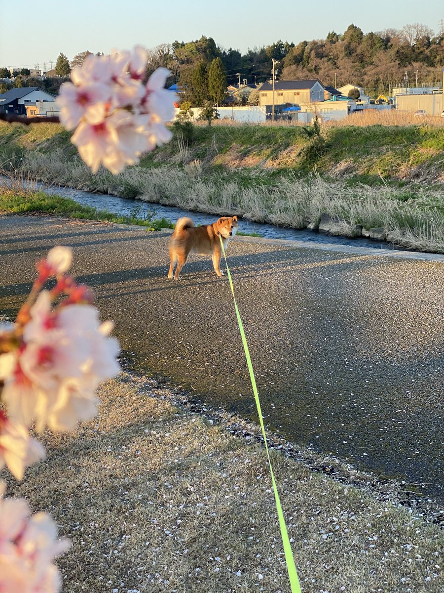 🐮ヒポポタスごりたま🐮 tweet media