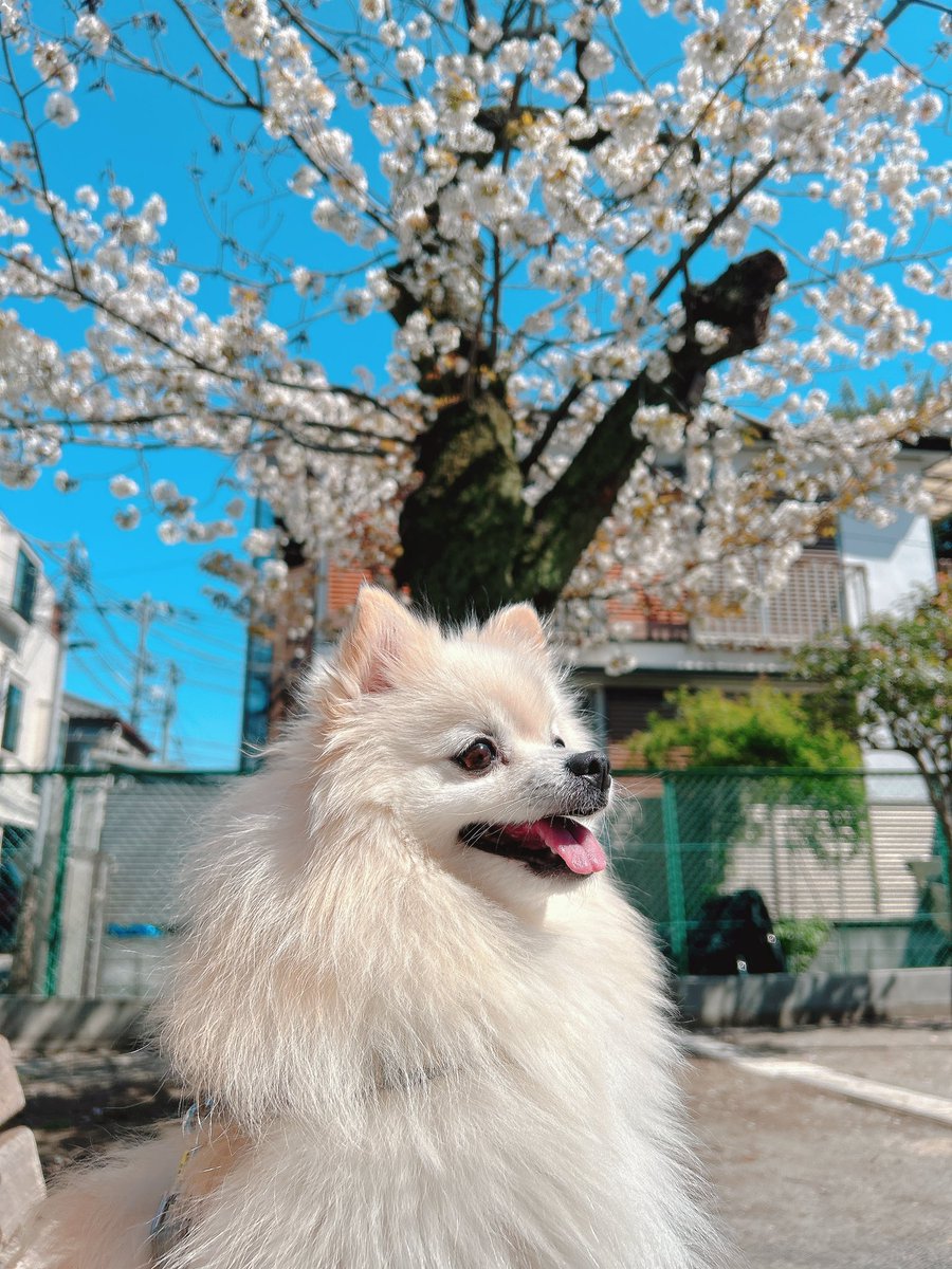 ぽめらにすと tweet media