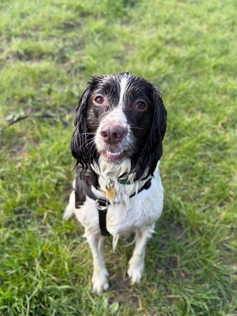 cotsdogscats's tweet photo. Looking for a soggy spaniel to join in on your adventures!?π
Ivy is now on the search for her forever home: https://t.co/yN4PNzOVLc
#SpanielLife #DogLovers #AdoptDontShop #RescueDog https://t.co/x8CADTb3xf