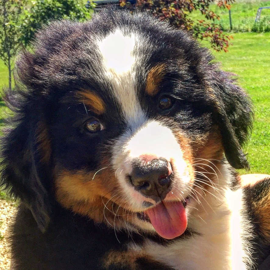 bunsenbernerbmd's tweet photo. 📣 BREAKING NEWS 📣
​DOGS ARE STILL GOOD https://t.co/30YS8ATHD1