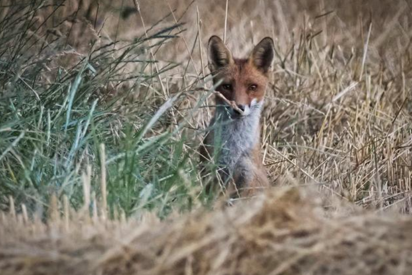 TiredEarth_FR's tweet image. Une ONG met en demeure l’État d’arrêter la « destruction massive » des renards

#TiredEarth #renard
🔗tiredearth.com/news/une-ong-m…