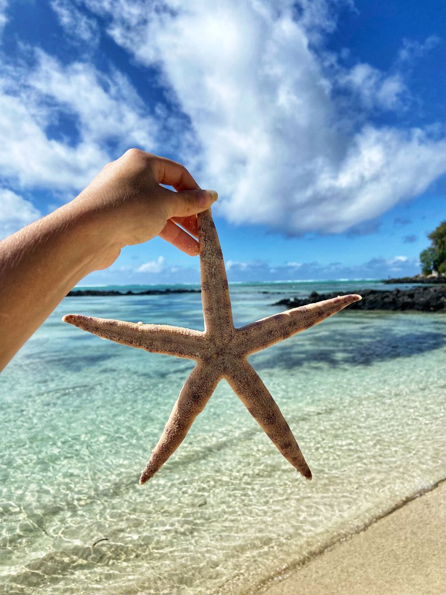 Mauritius Island tweet media