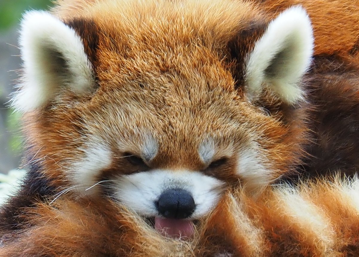 ほしかす tweet media