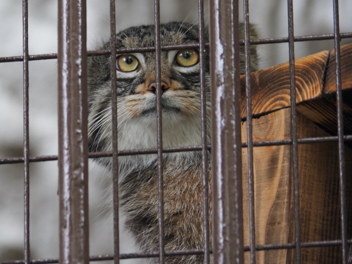 ほしかす tweet media