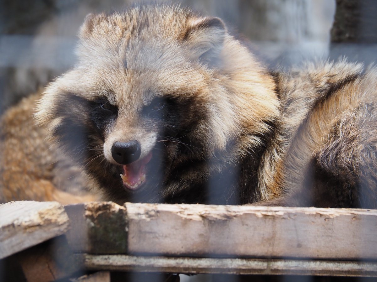 ほしかす tweet media