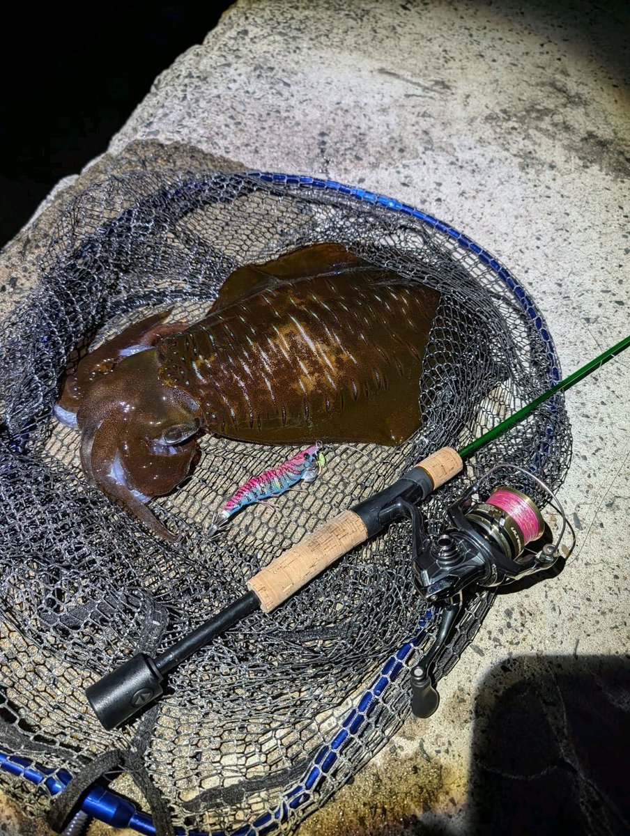 ヘビさんのアウトドア日誌 tweet media