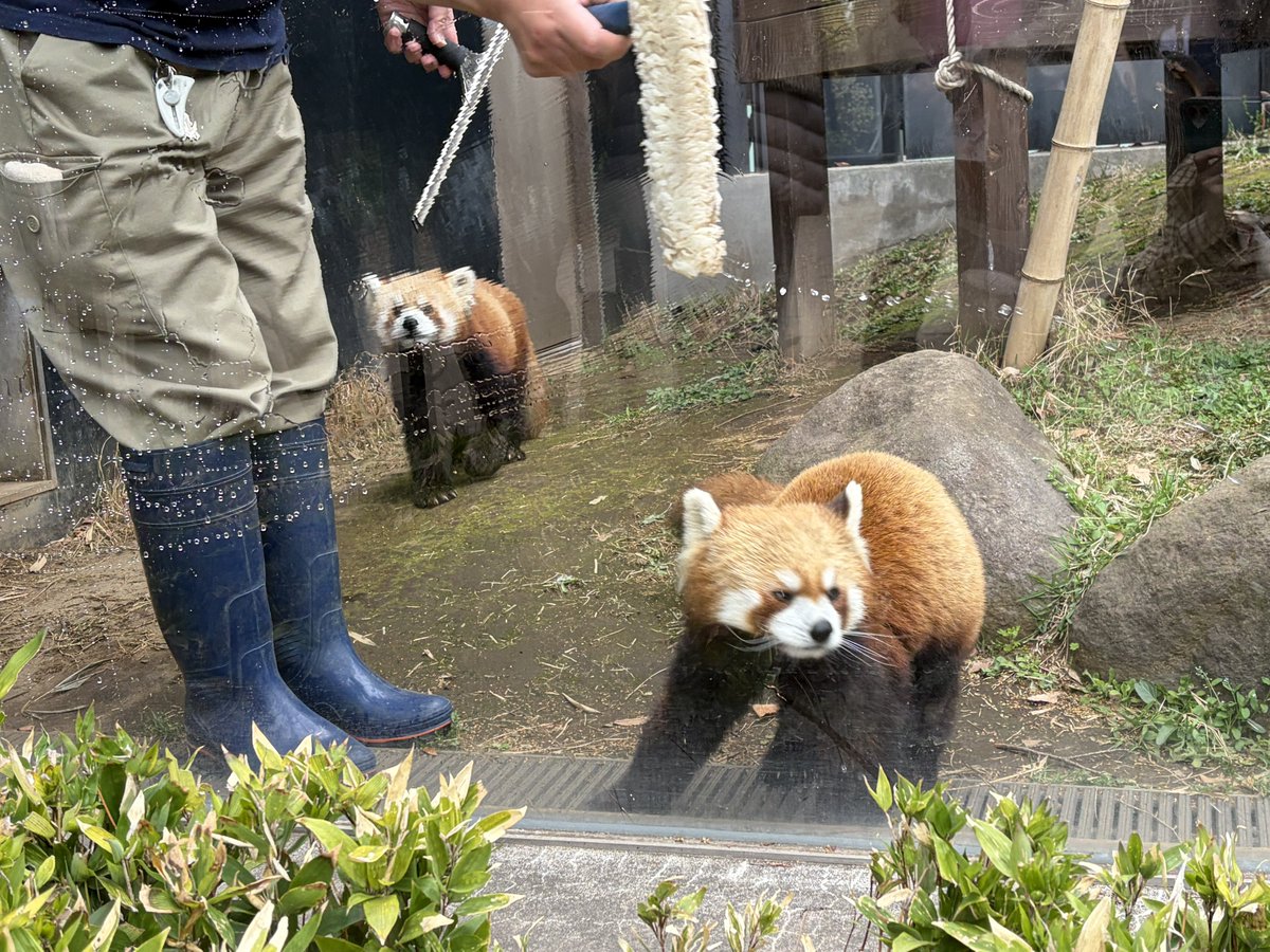 Maru 🜸 tweet media