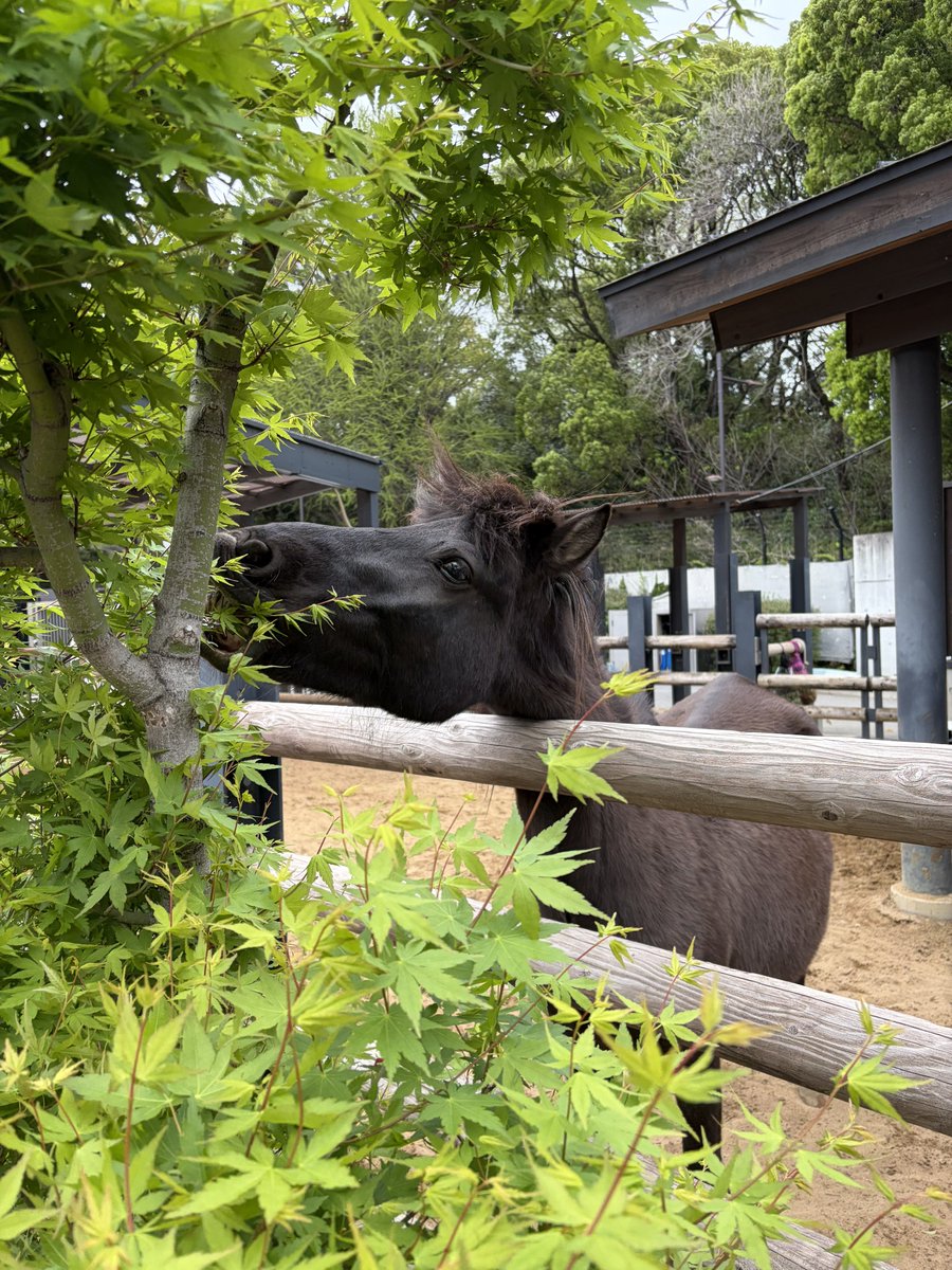 Maru 🜸 tweet media