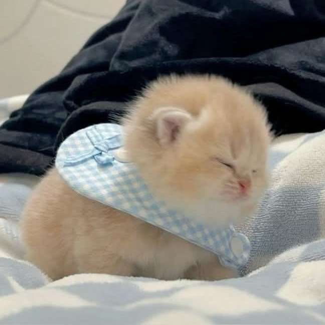 ⁺₊♡ moo🐈‍⬛! cms open ★ tweet media