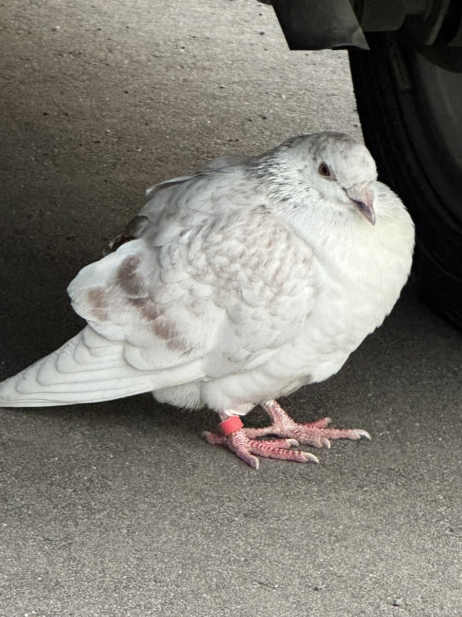 エマーキット tweet media