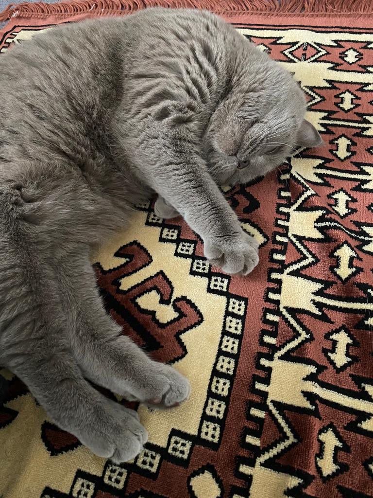 pika fidan (sayıfnık ile mücadene bakamı) tweet media