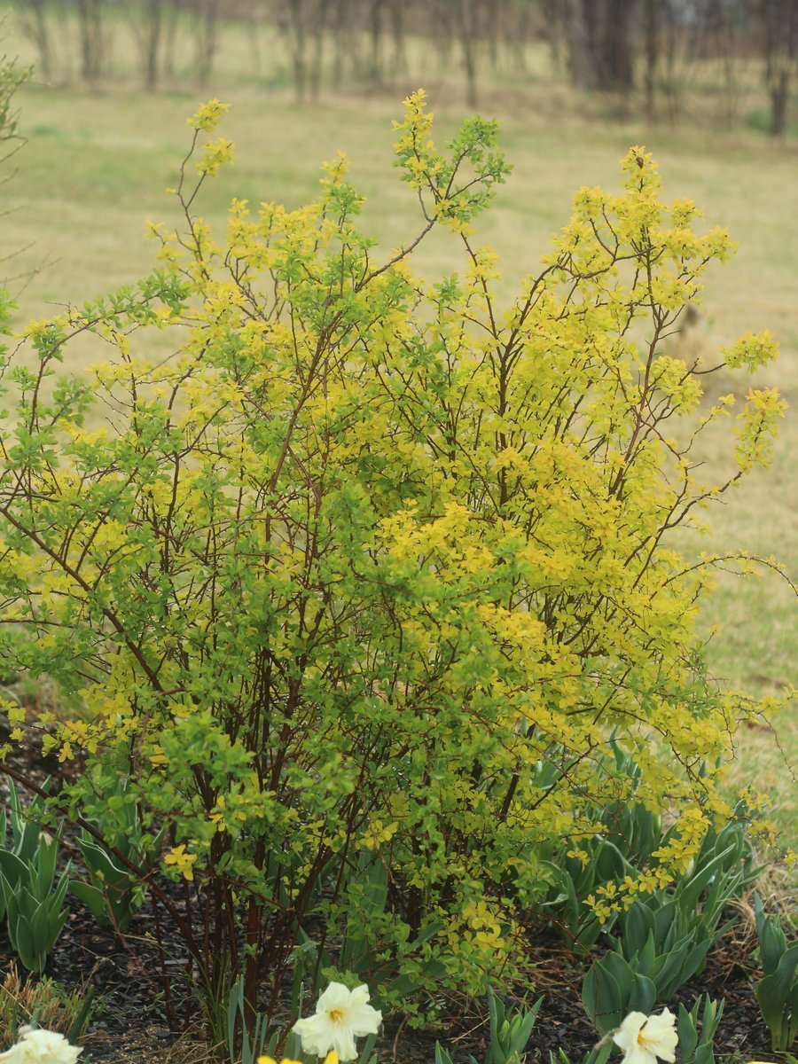 국립세종수목원 처돌이🕯 tweet media