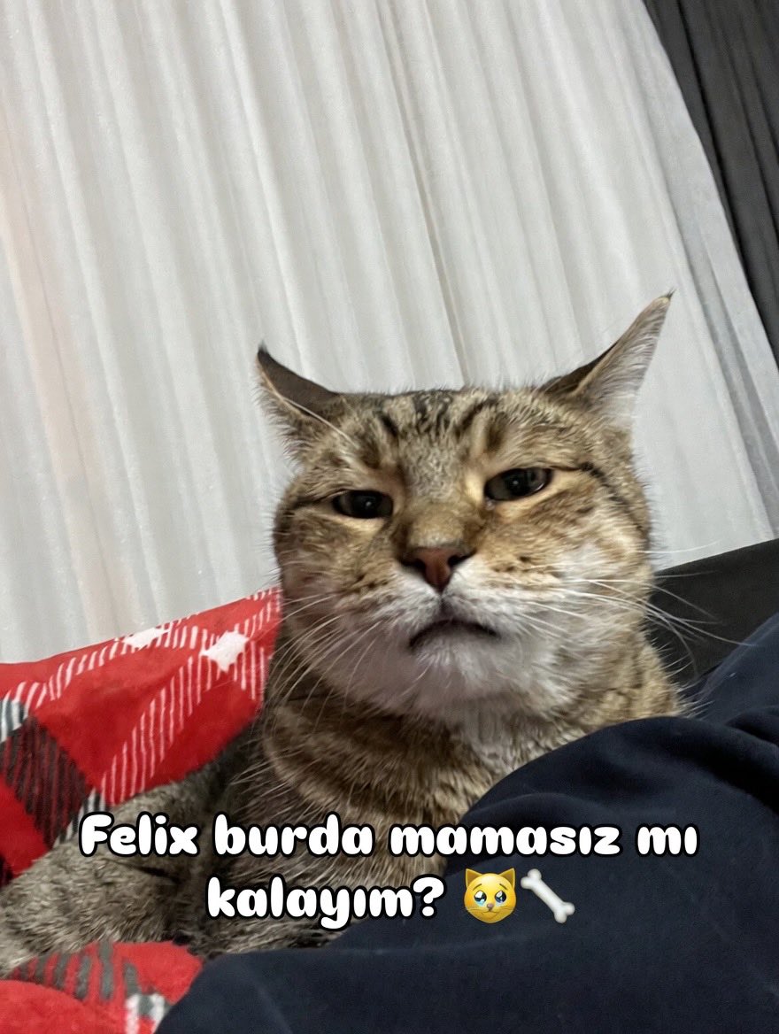 Bagzibirşeyler tweet media