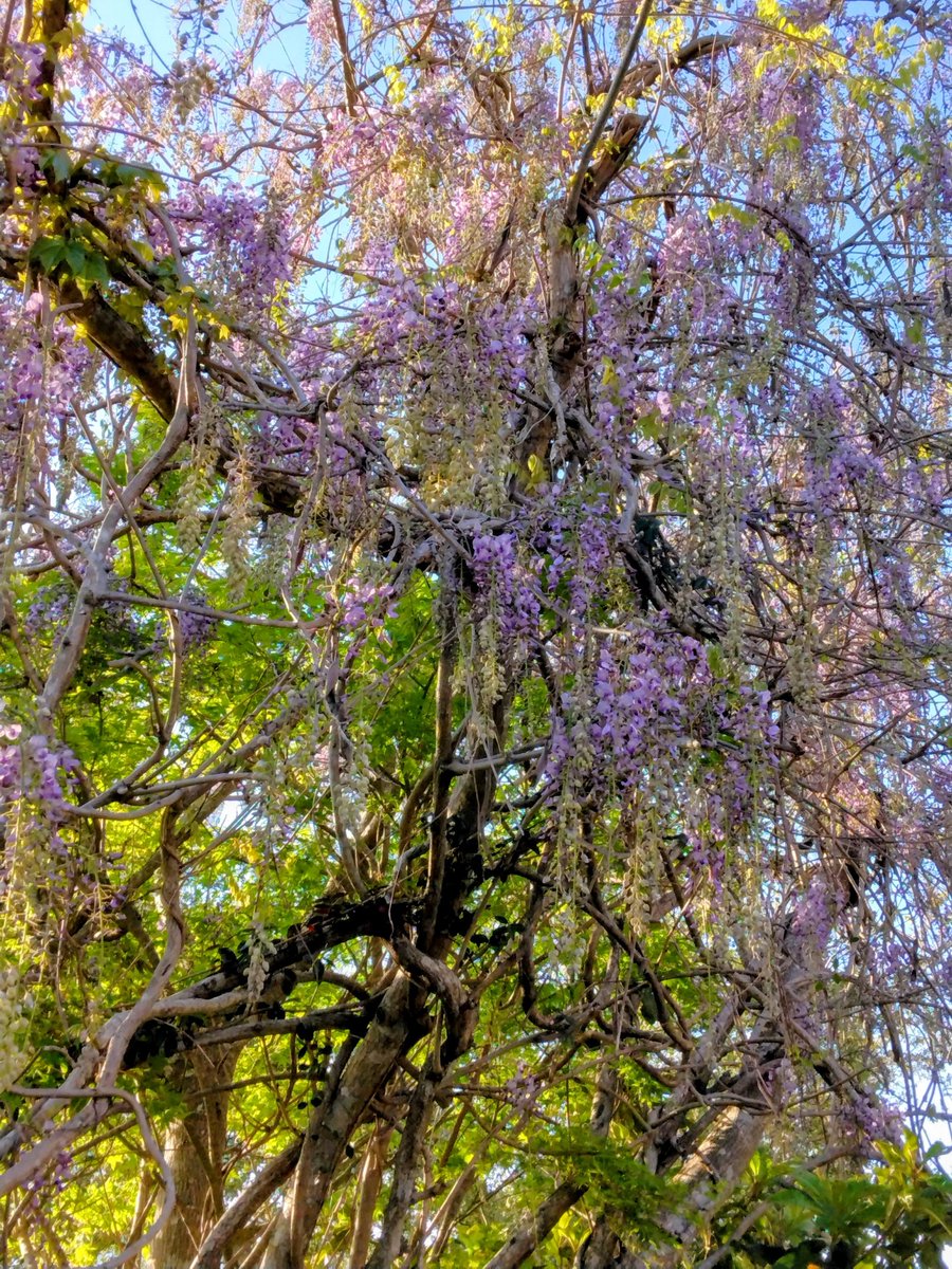 すいか tweet media